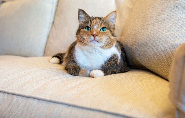 A cat sitting on a sofa.