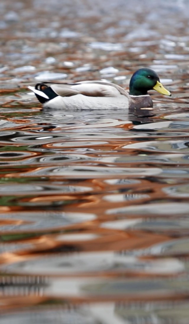 Ducks in pond