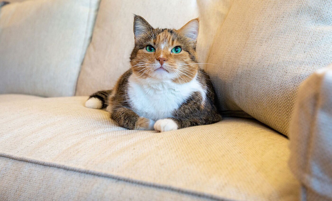 A cat with green eyes sitting on a sofa.