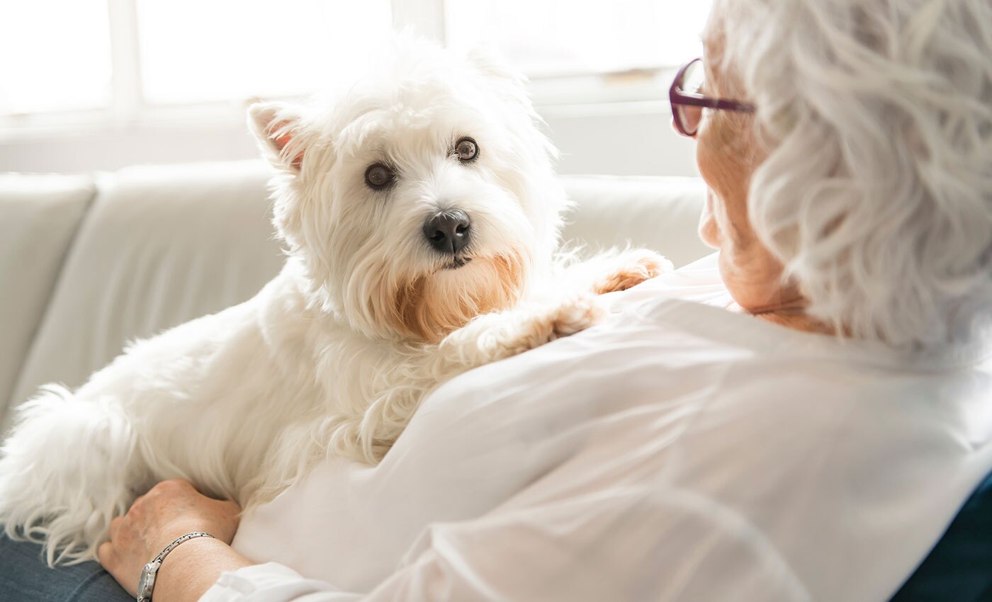 A woman laying on the sofa with a white dog on her chest.