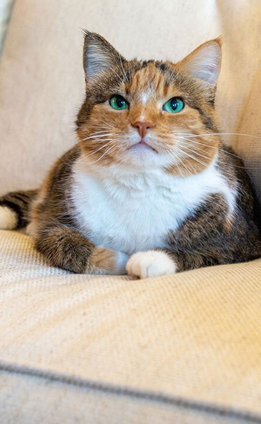 A cat with green eyes sitting on a sofa.