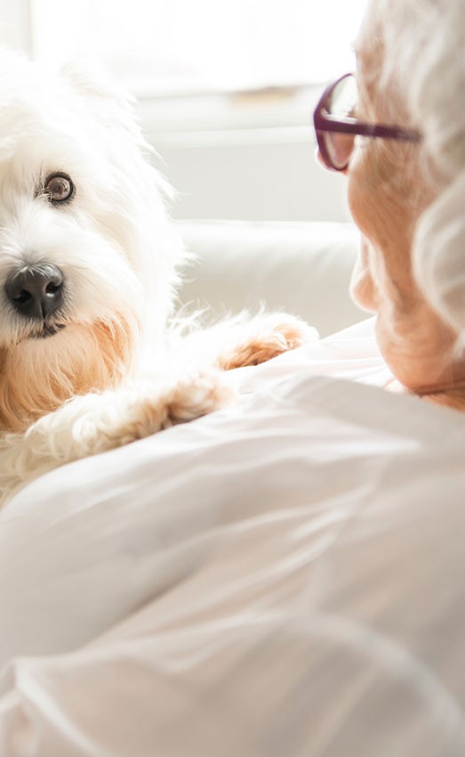 A woman laying on the sofa with a white dog on her chest.