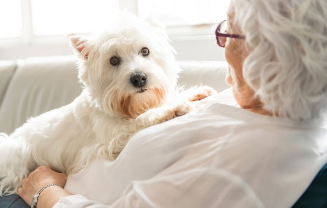 A woman laying on the sofa with a white dog on her chest.