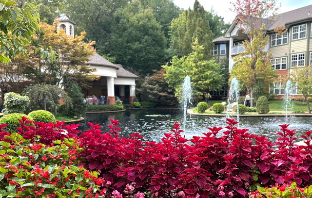 Red flowers with a pond and fountains in the background.