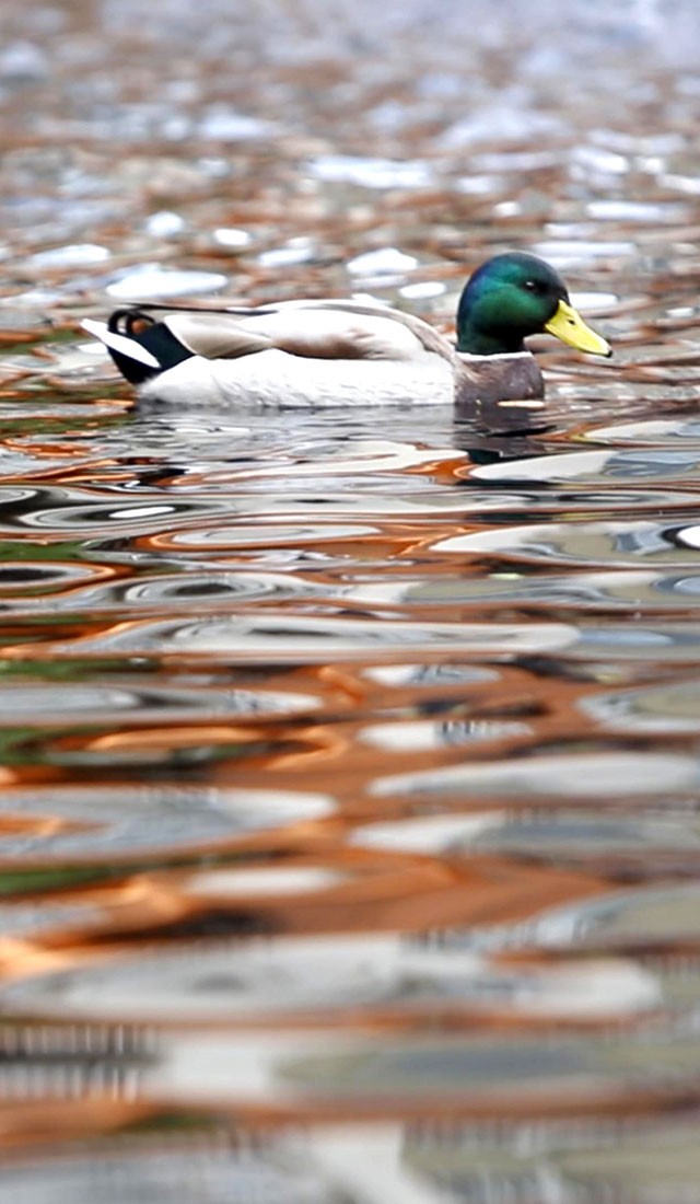 Ducks in pond