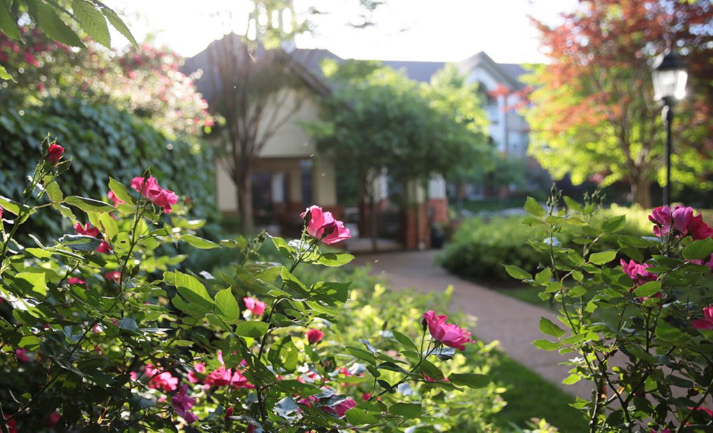 Closeup of Flowers in the Garden along the path.