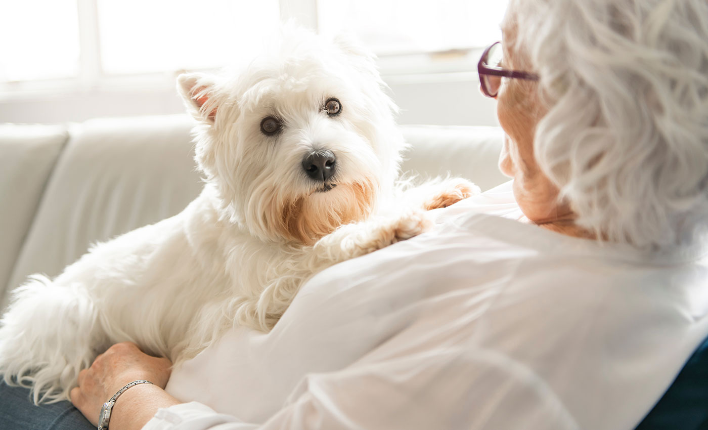 A woman laying on the sofa with a white dog on her chest.